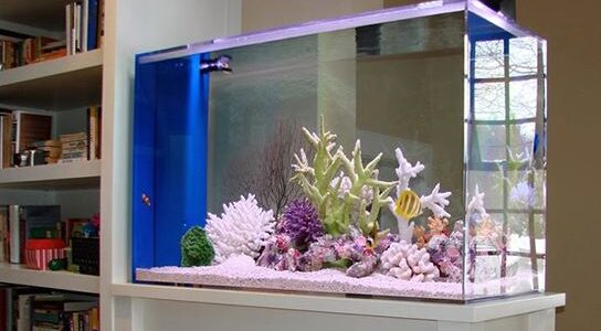 How to Decorate your House with Fish Tank?