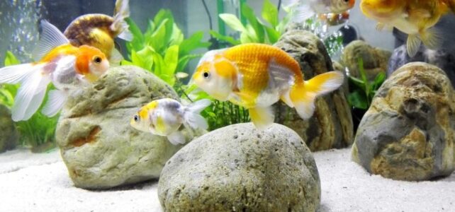 How to Clean a Goldfish Tank with a Filter?