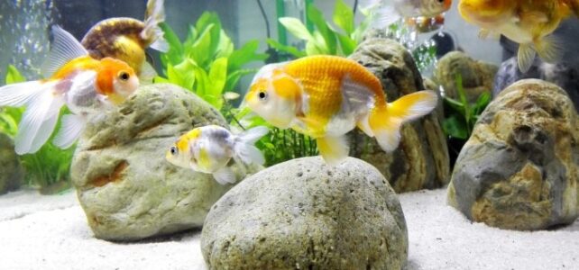 How to Clean a Goldfish Tank with a Filter? How to Clean a Goldfish Tank with a Filter?