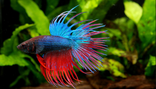 How Much Food to Feed a Betta Fish? How Much Food to Feed a Betta Fish?